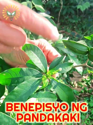 21K views · 206 reactions | Pandakaki plant benefits #KabayangManny #Pandakaki #PandakakiBenefits #HerbalRemedy #NaturalMedicine #HerbalHealing #HolisticHealth #PlantBased #HerbalTherapy #MedicinalPlants #HealingHerbs #HerbalMedicine #NaturalRemedy #HealthyLifestyle #NutritionalBenefits #HerbalHealth #WellnessWednesday #PlantPower #ImmuneSupport #TraditionalMedicine #HealthyLiving #PlantMedicine | Kabayang Manny | Facebook