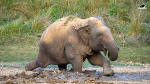 When we say elephants love mud, this is what we mean! Dirt never looked so good until this elephant decided to take a mud bath, turning a messy playground into a perfect frame of charm. #elephant #mudbath #wildlifesos #wildanimals #rescueelephant | Wildlife SOS