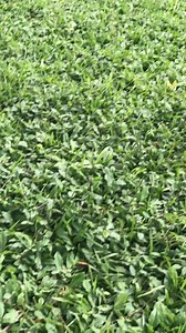 Boxer CT 100 Montería on Reels