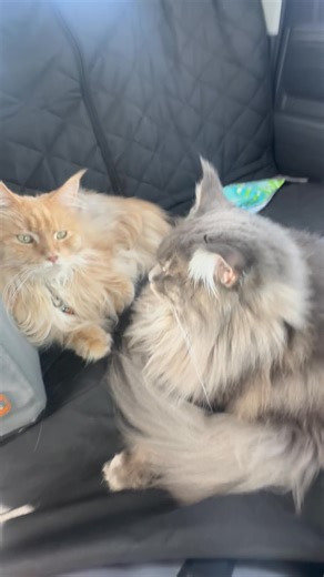 Running errands with the pawrents. We love riding in the truck. 🛻 | Fisher The Maine Coon