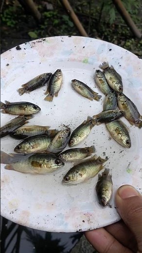 '' Climbing Perch - The Fish That Walks on Land ! 🐟#climbingperch #shorts