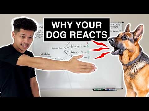 This Is Why Your Dog is REACTIVE (And How to Fix It)