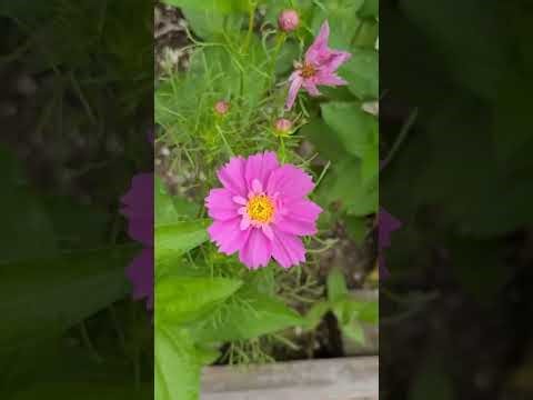 Herbs in the Preschool Garden | Easy Plants Kids Can Grow