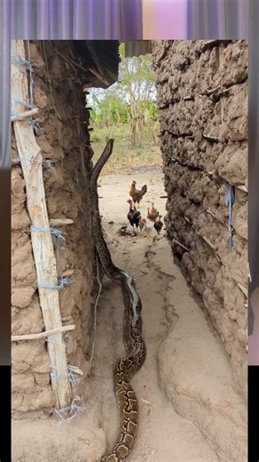 IDEMMILI PYTHON VISITED A FAMILY THAT BORN TWIN TO CONGRATULATE THEM #shorts #youtubeshorts #viral