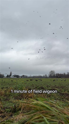 Wigeon in the Grass: A Field Observation