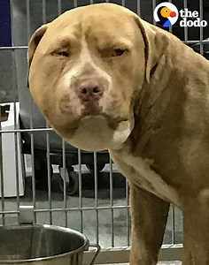 2.4M views · 65K reactions | This dog was in bad shape after he was bitten by a rattlesnake — but he is SO happy and handsome now  | The Dodo | Facebook