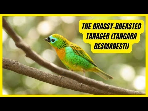 Brassy-Breasted Tanager: Jewel of Brazil’s Atlantic Forest |#birds #southamerica #tropical