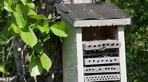 Insect Hotel on a Tree with Busy Bee Activity, Mediun Shot