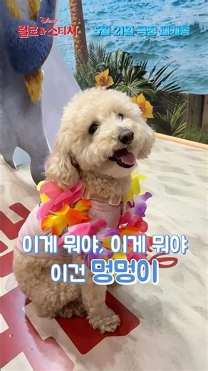 [릴로 & 스티치] 이게 뭐야 이게 뭐야 이건 스티치♫