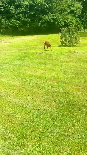 1.3K views · 18 reactions | #redbonecoonhound #dogs #playtime #puppylove #redbone #doglover #coonhound #hounddog #thoseearsthough #handsomeboy | Coonhound Enthusiasts | Facebook
