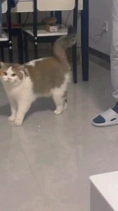 Dramatic kitten 🐾😹😹🤭 | 𝚑𝚎𝚕𝚕𝚘 𝚔𝚒𝚝𝚝𝚢