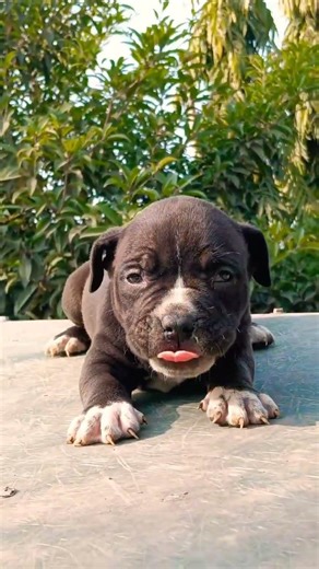 8810623046 American Bully Male heavy structure strong chest vaccinated puppy#ambully#dog#petshop