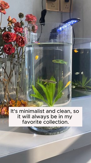 Make a minimalist and beautiful fish tank #gardeningfun #gardening_feature #urbangardening #gardeninguk #gardeningphoto #gardeningistherapy #gardening101 #gardeningisfun #gardeningtime #gardeningday #gardeningproblems #gardeninggoals #gardeningideas #gardeninglove #gardening4pleasure #gardeningtips #gardeningmakesmehappy | Paradise Garden | Facebook