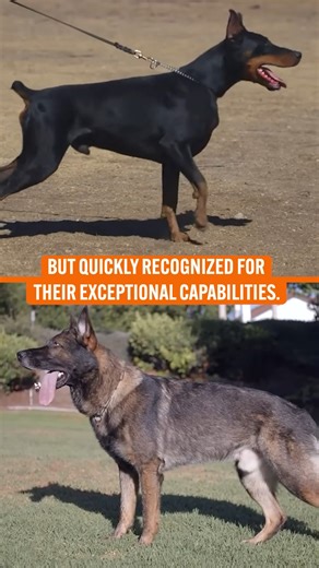 Main Differences Between German Shepherds and Doberman Pinschers #reels #doglovers #dogbreeds #germanshepherd #dobermanpinscher | Dogumentary TV