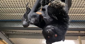 Delight as one of world's rarest bats born in Northumberland County Zoo