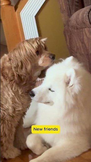 Cuddle Buddies: The Sweetest Animal Friendships Ever #PetCuddles #CuteAnimals #DogsAndCats