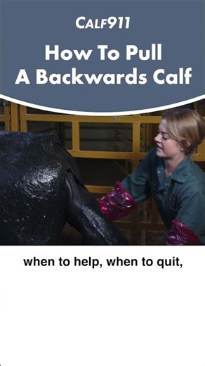 How to pull a backwards calf #calf911 #beefcattle #cow #calving