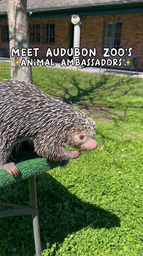 Introducing the cast of Audubon Zoo's Animal Ambassadors! 🤩 📺 | Audubon Zoo