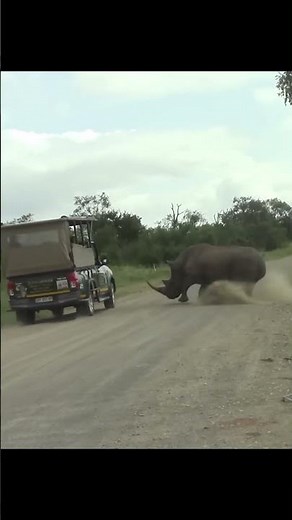 What Happens When a Rhino Gets Angry?