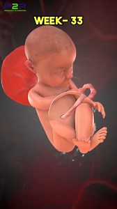 33 Week Fetus 🍤 #Pregnancy #pregnant #PregnancyToParenting | Pregnancy to parenting