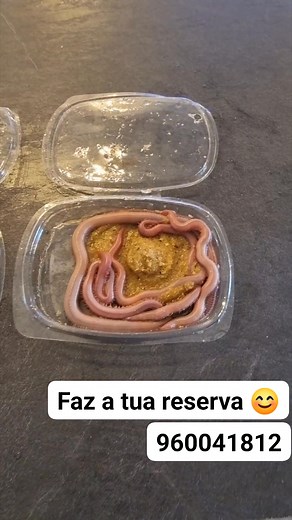 Top Surfcasting on Reels