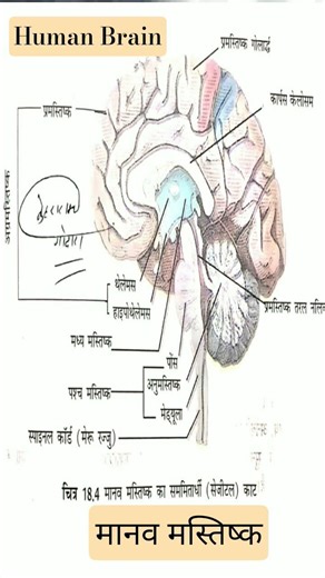 Human Brain: Structure and Functions | मानव मस्तिष्क की संरचना और कार्य