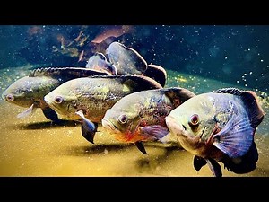 MY OSCAR AQUARIUM - Oscar fish SHOAL!! The king of DIY