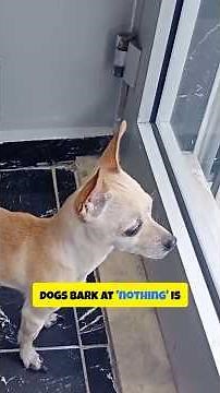 Why Do Old Dogs Bark at Nothing? The Truth About Senior Dog Barking