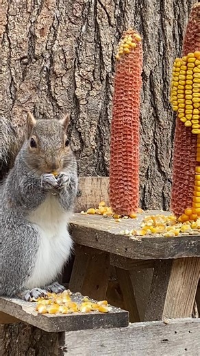 Squirrels Enjoying Corn Treats