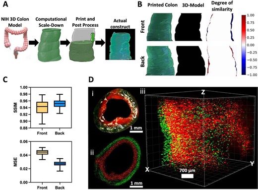 Bioelectronic-integrated artificial colon eliminates need for animal testing – Lifeboat News: The Blog