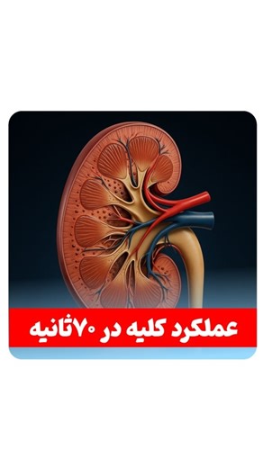 ‎انیمیشن سه بعدی جذابِ زیست و پزشکی🫀‎ on Instagram‎: "زیست دهم فصل ۵🩸 . . . . . . #کنکور #پزشکی #تجربی #زیست #کلیه"‎