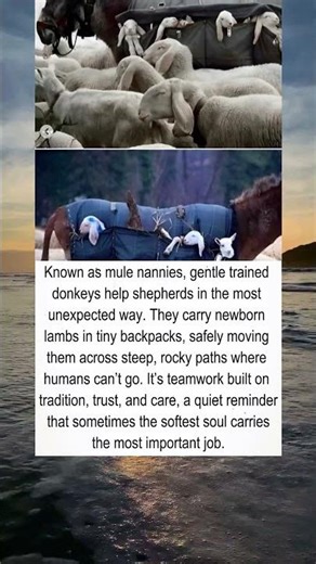 Trained Donkeys Use Backpacks to Protect Baby Lambs