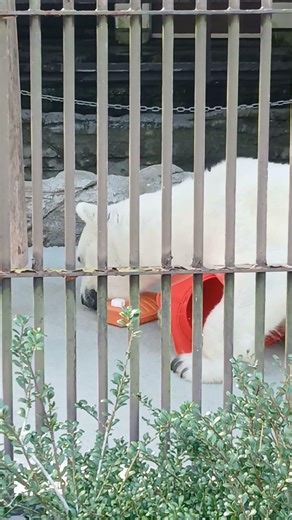 カラーコーンで遊ぶ 白くまピース 愛媛県立とべ動物園