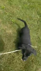 11 reactions | Trio walking training, Black Lab Puppies ! | Twin Bridges Kennels | Facebook