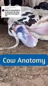 If you’re not familiar with cattle, their anatomy can be a bit confusing. I hope this video clears things up! May the fearless and strong watch this video in its entirety! #doctor #anatomy #vet #cows #dairy #female #femaleanatomy #calf #birth #obgyn #dairydoc #dairykind | Dairy Doc