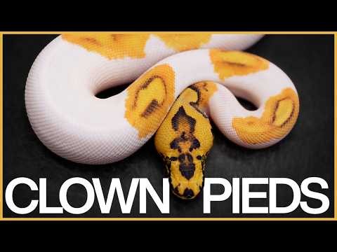 The NEXT LEVEL of Pied Unlocked!