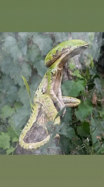 Alien frog #alien #xenomorph #rana #extraño #paranormal #alienfrog #sculpture #arte #extraterrestres👽aliens