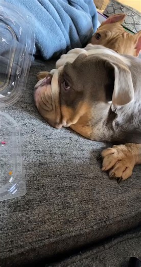 Toddler Throws Tantrum Over Cupcake Denial