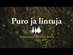 Finnish Nature Sounds // Stream and Birds for Relaxation and Focus
