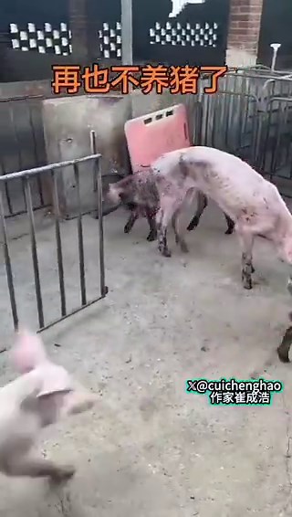 猪比狗还瘦！近日，由于中国内地猪肉收购价格继续下跌，已有养猪户不给猪喂食任其饿死，因为猪食价格已经超过猪的收购价了。