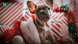 Take caution before giving someone an animal this holiday season. | HuffPost