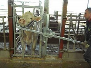 BOVITETE lève tête