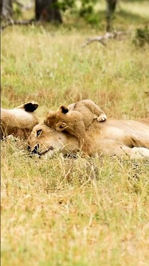 Relaxing African Lions Ambience | Lion Cubs & Calming Music