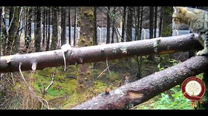 A bit of log action... with Hope and her lunch! | Highland Titles