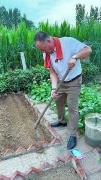 What vegetables are best to plant after the start of autumn Chinese cabbage is