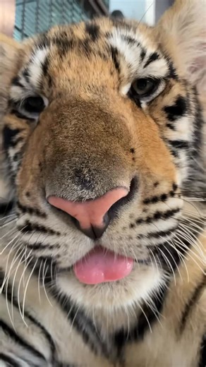 The Big Cat Rescuers on Instagram: "Tigers often stick out their tongues during moments of complete relaxation. You might see this when they are resting after a meal, dozing in the shade, or grooming themselves. Letting the tongue hang slightly is a sign that their muscles are loose and their guard is down. It shows they feel safe, comfortable, and entirely at ease in their environment. Credit unknown Please DM us for credit #bigcats #panther #tiger #tigerlover #babytiger #cutebabytiger #tigercu