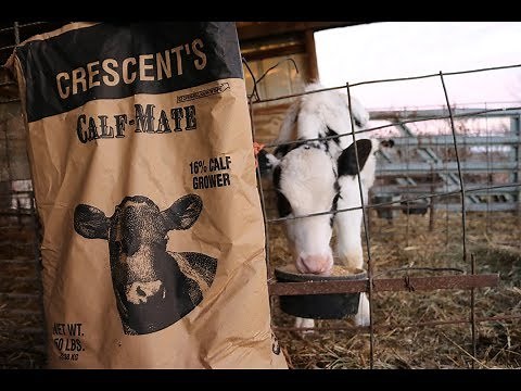 Feeding Calves Grain
