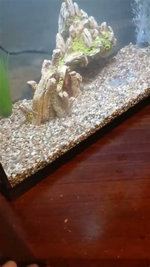 pt 2 ( 5 julii corydoras and 1 banded killifish)