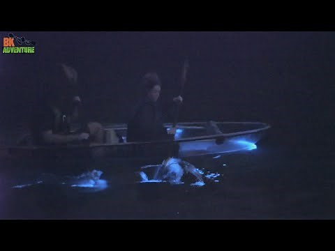 Florida Bioluminescent Kayaking in Clear Kayaks! Bucket List Trip
