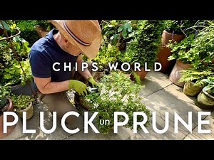 Azalea Quick Pluck un Prune #Azalea #azaleas #azaleacare